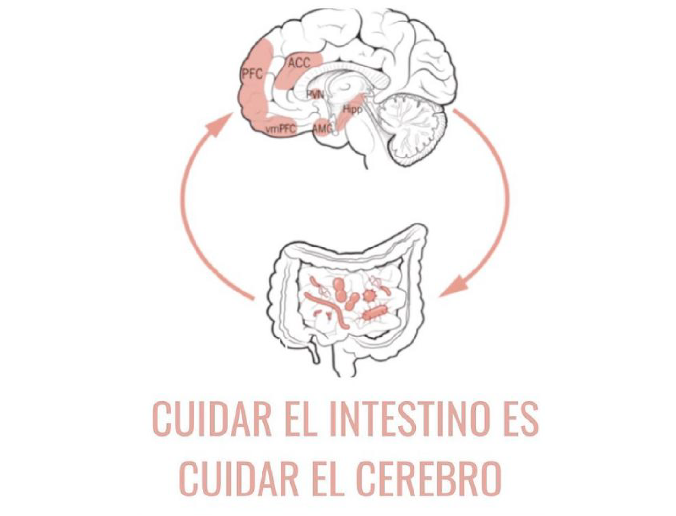 cuidar-el-intestino-es-cuidar-el-cerebro